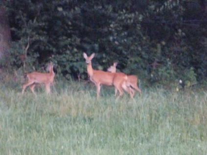 Deer P1100365